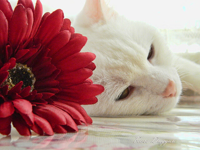 开云体育APP下载-圣吉卢瓦联队的复兴受到布莱顿老板托尼·布鲁姆的投资支持。